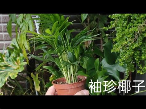 袖珍椰子 風水|袖珍椰子擺放風水，招財旺福/有助事業運和健康運